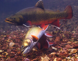 Coaster Brook Trout Digging Redd