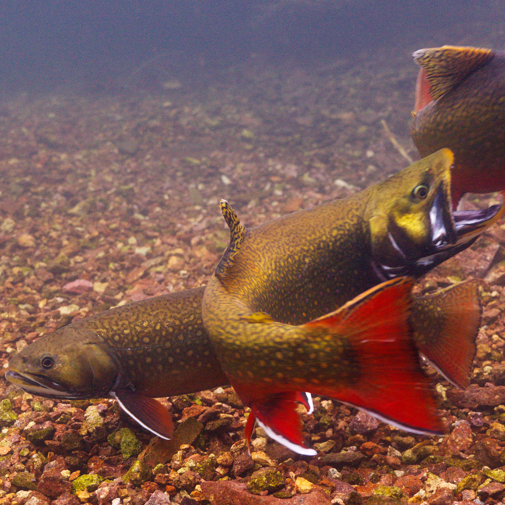 Coaster Spawning Outer Islands