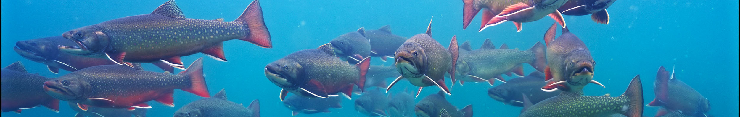 Coaster Brook Trout School