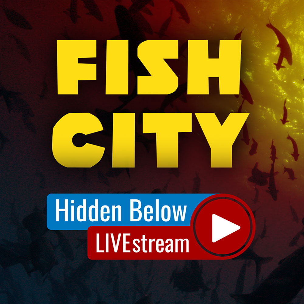 Fish City Hidden Below LIVE